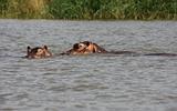 Ethiopia - Lago Chamo - Ippopotami - Hippos - 04